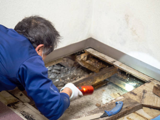 Best Mold Testing  in Prces Lakes, IN