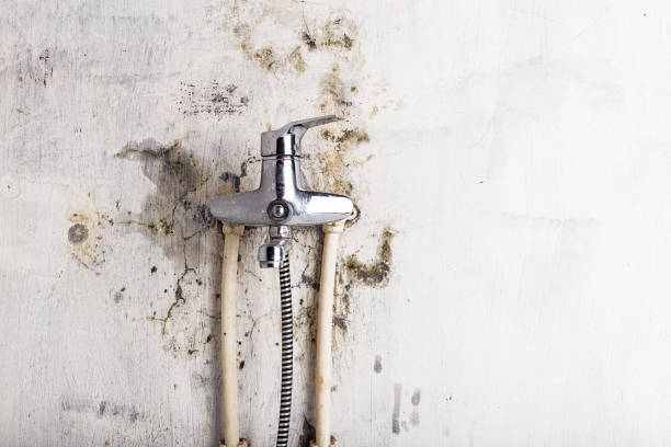 Best Mold Remediation Services  in Prces Lakes, IN