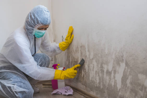 Best Attic Mold Removal  in Prces Lakes, IN
