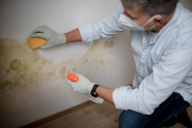 Best Toxic Mold Removal  in Prces Lakes, IN