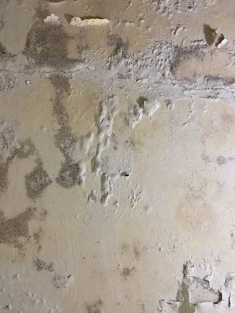 Best Residential Mold Removal  in Prces Lakes, IN